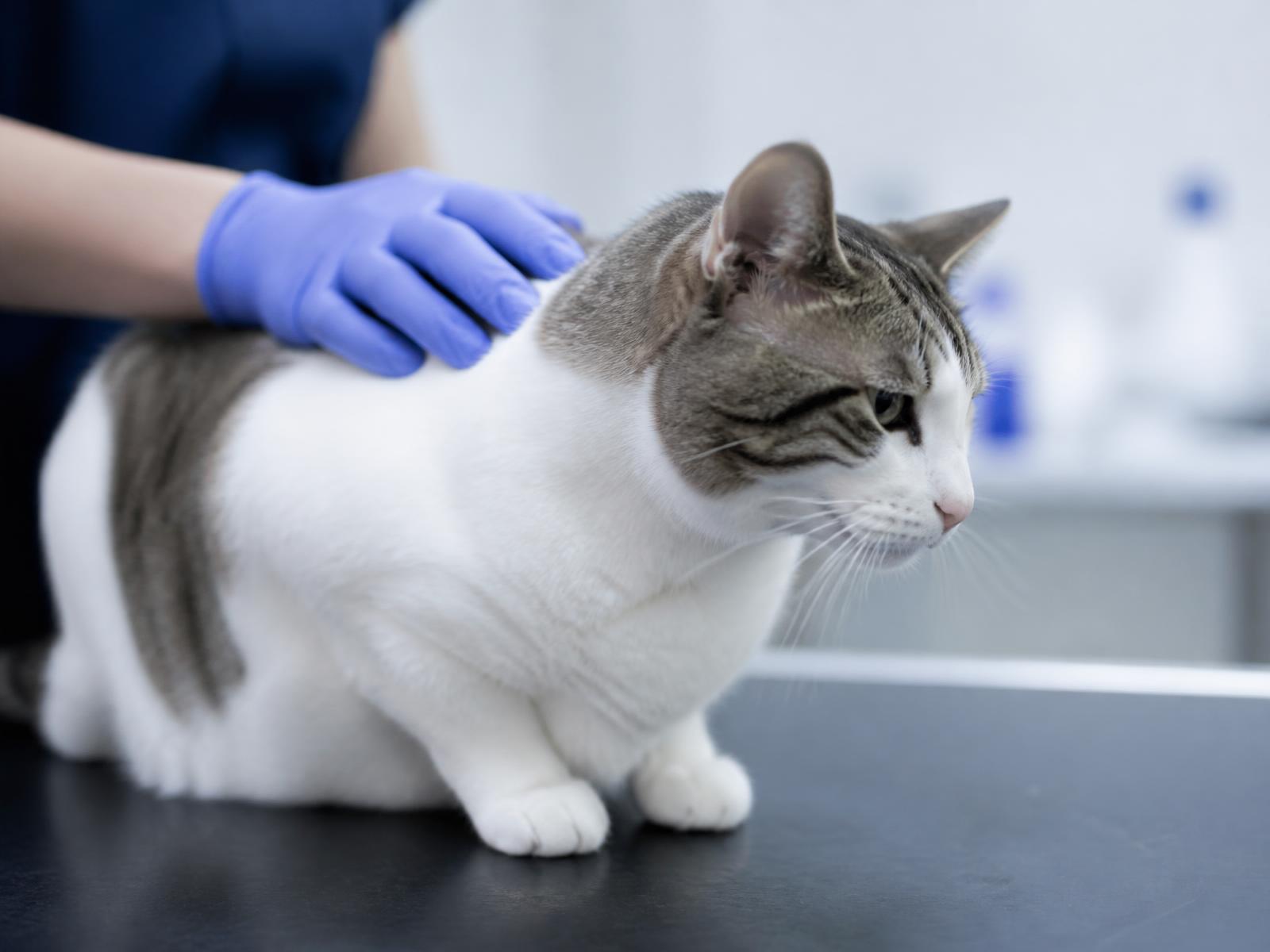 Cat during a clinical veterinary examination