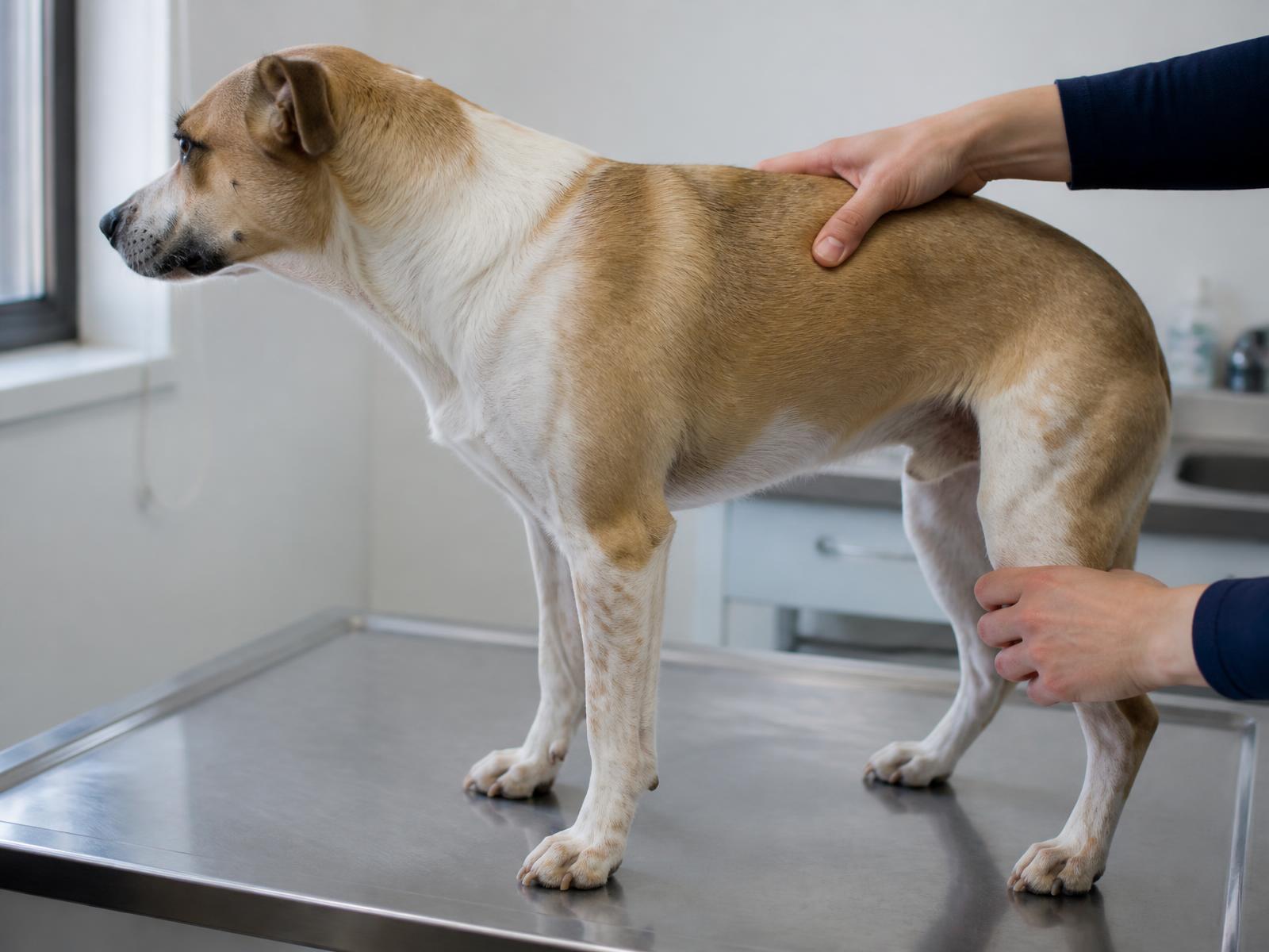 Dog receiving a clinical veterinary examination